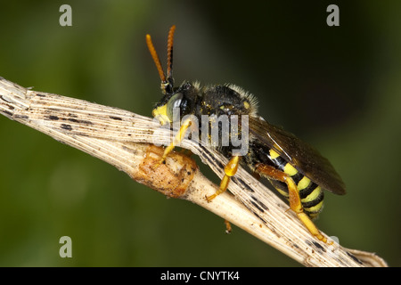Kuckuck Biene, Kuckuck-Biene (Nomada spec.), sitzt auf einem Keimling, Deutschland Stockfoto