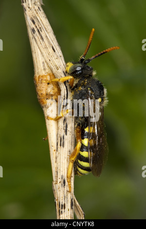Kuckuck Biene, Kuckuck-Biene (Nomada spec.), sitzt auf einem Keimling, Deutschland Stockfoto