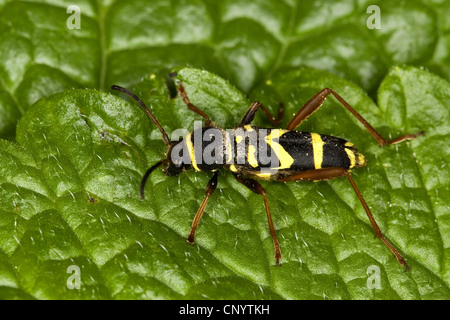 Wespe Käfer (Clytus Arietis), sitzt auf einem Blatt, Deutschland Stockfoto