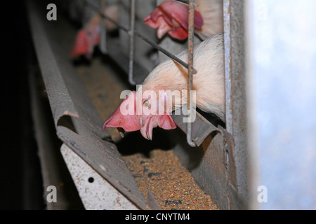 Hausgeflügel (Gallus Gallus F. Domestica), Hennen in einer Verlegung Batterie Fütterung aus dem Graben vor ihren Käfigen, Deutschland Stockfoto