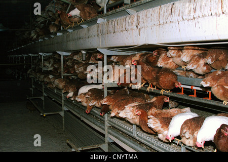 Hausgeflügel (Gallus Gallus F. Domestica), in großer Zahl im freien Lauf in einer Geflügelfarm, Deutschland Stockfoto