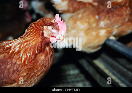 Hausgeflügel (Gallus Gallus F. Domestica), Huhn mit verkürzten Schnabel in einer Geflügelfarm mit freien Lauf, Deutschland Stockfoto