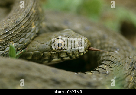 Würfel-Schlange (Natrix Tessellata), Porträt, Deutschland Stockfoto