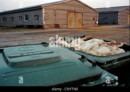 Hausente (Anas Platyrhynchos F. Domestica), Ställe Tote Enten in Mülltonnen vor Mast in Massentierhaltung, Deutschland Stockfoto