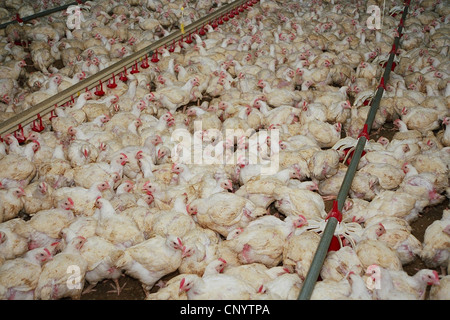 Hausgeflügel (Gallus Gallus F. Domestica), Tausende von Masthühnern gestaute zusammen in einen Hühnerstall, Deutschland Stockfoto