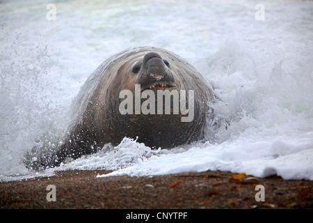 südlichen Elefant Dichtung (Mirounga Leonina), in den Wellen, Argentinien, Halbinsel Valdés Stockfoto