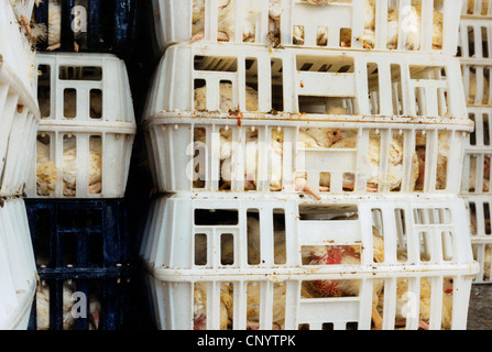 Hausgeflügel (Gallus Gallus F. Domestica), viele von Masthühnern gestaute zusammen im Käfig-Boxen auf einem Transporter, Deutschland Stockfoto