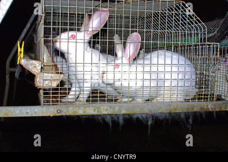 Hauskaninchen (Oryctolagus Cuniculus F. Domestica), Mast in Massentierhaltung, Deutschland Stockfoto