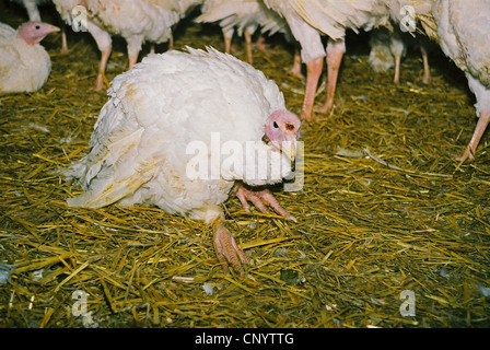 gemeinsamen Türkei (Meleagris Gallopavo), Henne hilflos sitzen auf den Mast stabilen Boden, wie viele Leidensgenossen nicht stehen am Ende der Mast, Deutschland Stockfoto