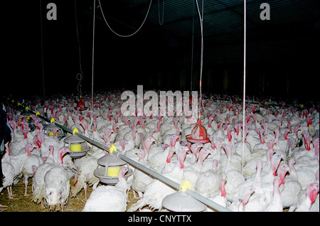 gemeinsamen Türkei (Meleagris Gallopavo), Tausende von Hühnern gestaute zusammen in einem Stall auf einer Fabrik-Farm, Deutschland Stockfoto