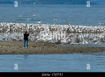 Hering und Glaucous geflügelte Möwen sammeln für eine Fütterung Bonanza auf Hering Untiefen, Vancouver Island.  SCO 8186 Stockfoto