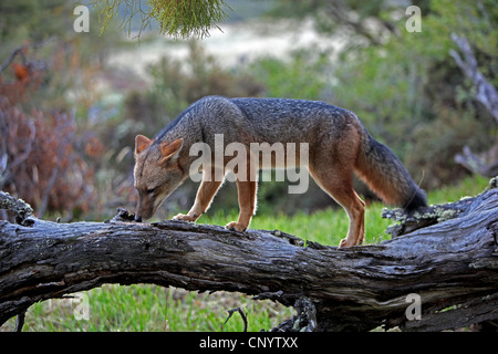 Colpeo Wolf, Culpeo, Culpeo Zorro, Anden Fuchs, Anden wolf (Dusicyon Culpaeus, Pseudalopex Culpaeus, Lycalopex Culpaeus), auf einem liegenden Baumstamm, Chile, Torres del Paine Nationalpark Stockfoto