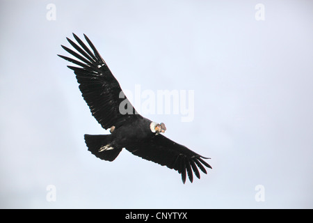 Andenkondor (Vultur Kondor), fliegen, Chile, Torres del Paine Nationalpark Stockfoto