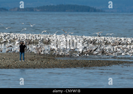 Hering und Glaucous geflügelte Möwen sammeln für eine Fütterung Bonanza auf Hering Untiefen, Vancouver Island. SCO 8187 Stockfoto