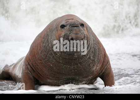 südlichen Elefant Dichtung (Mirounga Leonina), in den Wellen, Argentinien, Halbinsel Valdés Stockfoto