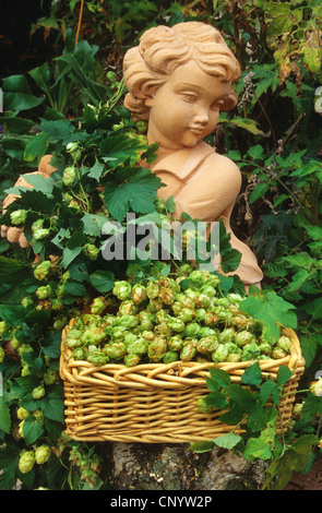 gemeinsamen Hopfen (Humulus Lupulus), Hopfen und Garten Figur, Deutschland Stockfoto