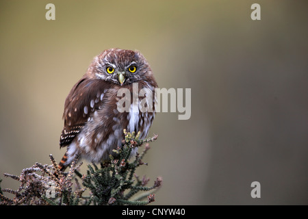 Austral Sperlingskauz (Glaucidium Nanum), sitzt auf einem Busch, Chile, Torres del Paine Nationalpark Stockfoto