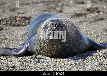 Südliche Seelöwen, südamerikanischen Seelöwen, patagonische Seelöwe (Otaria Flavescens, Otaria Byronia), Männlich, am Strand, Argentinien, Halbinsel Valdés Stockfoto