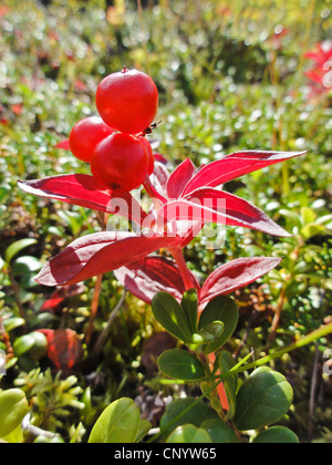 Zwerg-Kornelkirsche, Hartriegel (Cornus Suecica), Fruchtbildung, Norwegen, Troms, Breivika Stockfoto