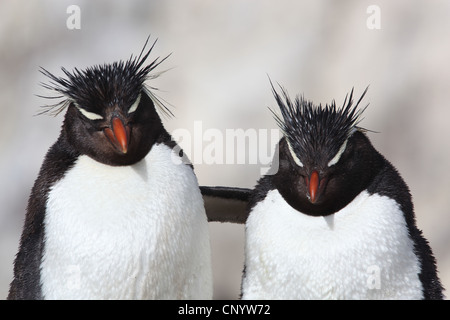 Felsenpinguin (Eudyptes Chrysocome), umarmen, Argentinien, Penguin Island Stockfoto