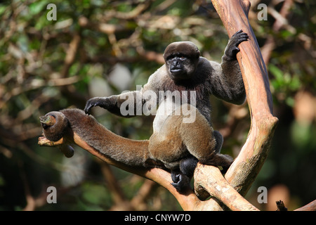 gemeinsamen wollige Affen, Humboldts wollig Affe (Lagothrix Lagotricha), sitzt auf einem Ast, Brasilien Stockfoto