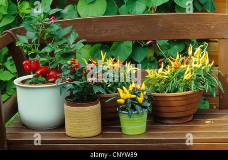 Chili-Pfeffer, Paprika (Capsicum Annuum), verschiedene Sorten von Paprika auf eine Gartenbank Stockfoto