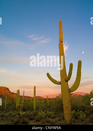 Mondaufgang bei Sonnenuntergang im Saguaro National Park West, Tucson, Arizona Stockfoto