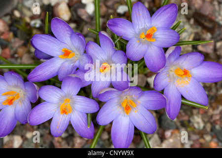 Frühe Krokusse (Crocus Tommasinianus), blühen Stockfoto