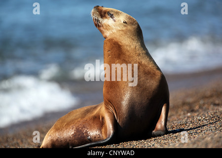 Südliche Seelöwen, südamerikanischen Seelöwen, patagonische Seelöwe (Otaria Flavescens, Otaria Byronia), Frau am Strand, Argentinien, Halbinsel Valdés Stockfoto