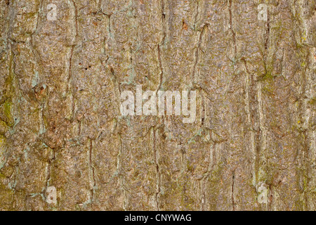 gemeine Esche, europäischer Esche (Fraxinus Excelsior), Rinde Stockfoto