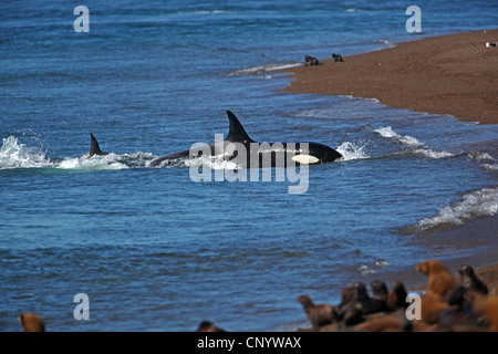 Orca, großer Schwertwal (Orcinus Orca), Grampus Angriff auf südamerikanischen Sea-Lion-Pup, Argentinien, Halbinsel Valdes Stockfoto