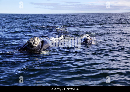 südlichen Glattwal (Eubalaena Australis, Balaena Cyclopoida Australis), im Meer, Argentinien, Halbinsel Valdés Stockfoto