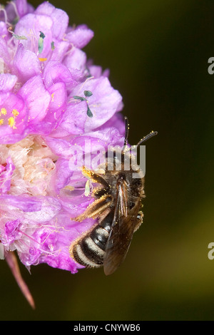 Schwitzen Sie Biene, die europäischen Halictid Biene (Früchte spec.), auf einer Blume saugen Nektar, Deutschland Stockfoto