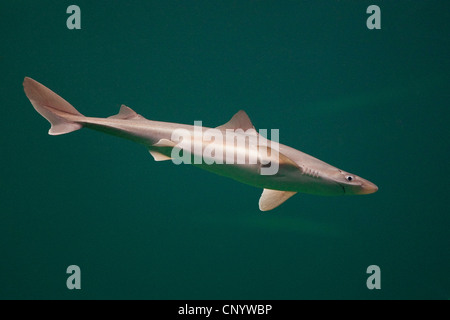 Gemeinsamen Dornhai, gefleckte Dornhai, kommissioniert Katzenhai, Dornhai, Piked Dornhai (Squalus Acanthias, Acanthias Vulgaris), Deutschland Stockfoto