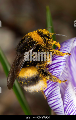 Seeadler Hummel (Bombus Lucorum), sitzt auf einem Krokus, Deutschland Stockfoto