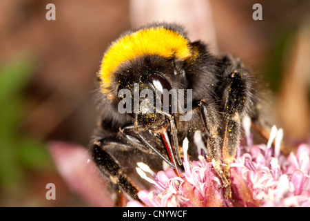 Seeadler Hummel (Bombus Lucorum), Portrait mit Saugnapf an einer Blüte des Butterburr, Deutschland Stockfoto