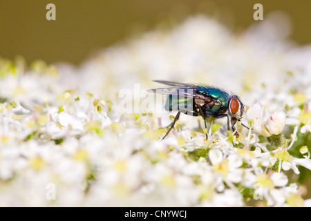 Schlag Greenbottle Fly oder gemeinsame (Lucilia Caesar) Stockfoto