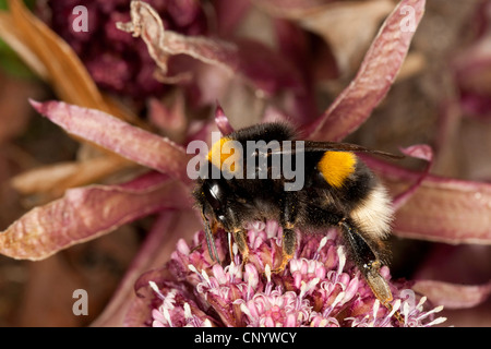 Seeadler Hummel (Bombus Lucorum), auf eine Blume des Butterburr, Deutschland Stockfoto