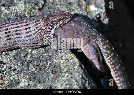 Galapagos-Racer, Galapagos Schlange (Pseudalsophis Biserialis, Philodryas Biserialis), schlucken eine junge Galapagos marine Iguana, Ecuador, Galapagos Stockfoto