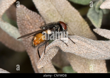 Gesicht fliegen, Herbst Stubenfliege (Musca Autumnalis), Männlich, Deutschland Stockfoto