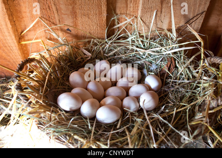 Henne "Eiern in einem Nest, Deutschland Stockfoto