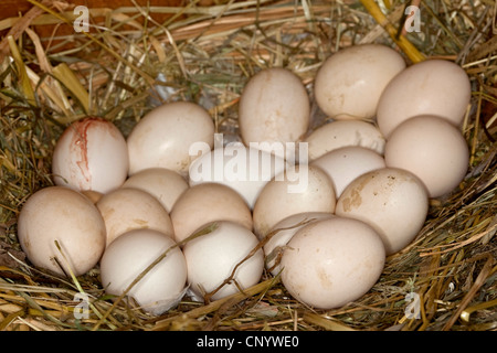 Henne "Eiern in einem Nest, Deutschland Stockfoto