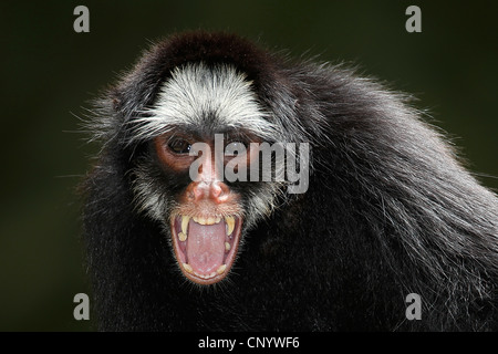 White-Wiskered-Klammeraffe (Ateles Marginatus), brüllen, Brasilien, Para Stockfoto