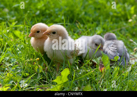 Hausgeflügel (Gallus Gallus F. Domestica), die gerade geschlüpften Küken im Garten, Deutschland Stockfoto