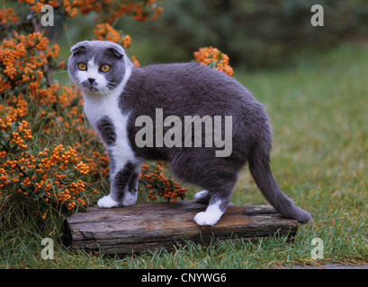 Scottish Fold (Felis Silvestris F. Catus) auf ein Stück Holz im Garten Stockfoto