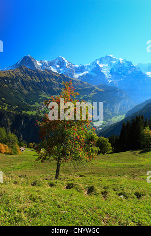 Blick vom Sulwald (1594 m) über den sogenannten bei den drei Bergen Ogre (Eiger, 3970 m), Mönch (Mönch, 4107 m) und Jungfrau (Jungfrau, 4158 m) dominiert das Berner Oberland, Schweiz, Bern, Berner Oberland Stockfoto