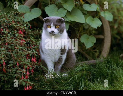 Scottish Fold (Felis Silvestris F. Catus) im Garten Stockfoto