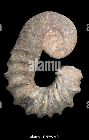 Ammonit Australiceras sp. Mit teilweise abgewickelten Shell, Isle Of Wight, Großbritannien Stockfoto