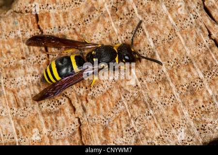 Mason Wespe (Ancistrocerus spec.), auf Holz, Deutschland Stockfoto