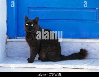 Hauskatze, Haus Katze (Felis Silvestris F. Catus), schwarze Katze sitzt vor einer blauen Tür, Griechenland Stockfoto